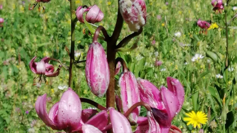 Lys Martagon - Nunchi Adventure, Rando-Quad LES ORRES.jpg