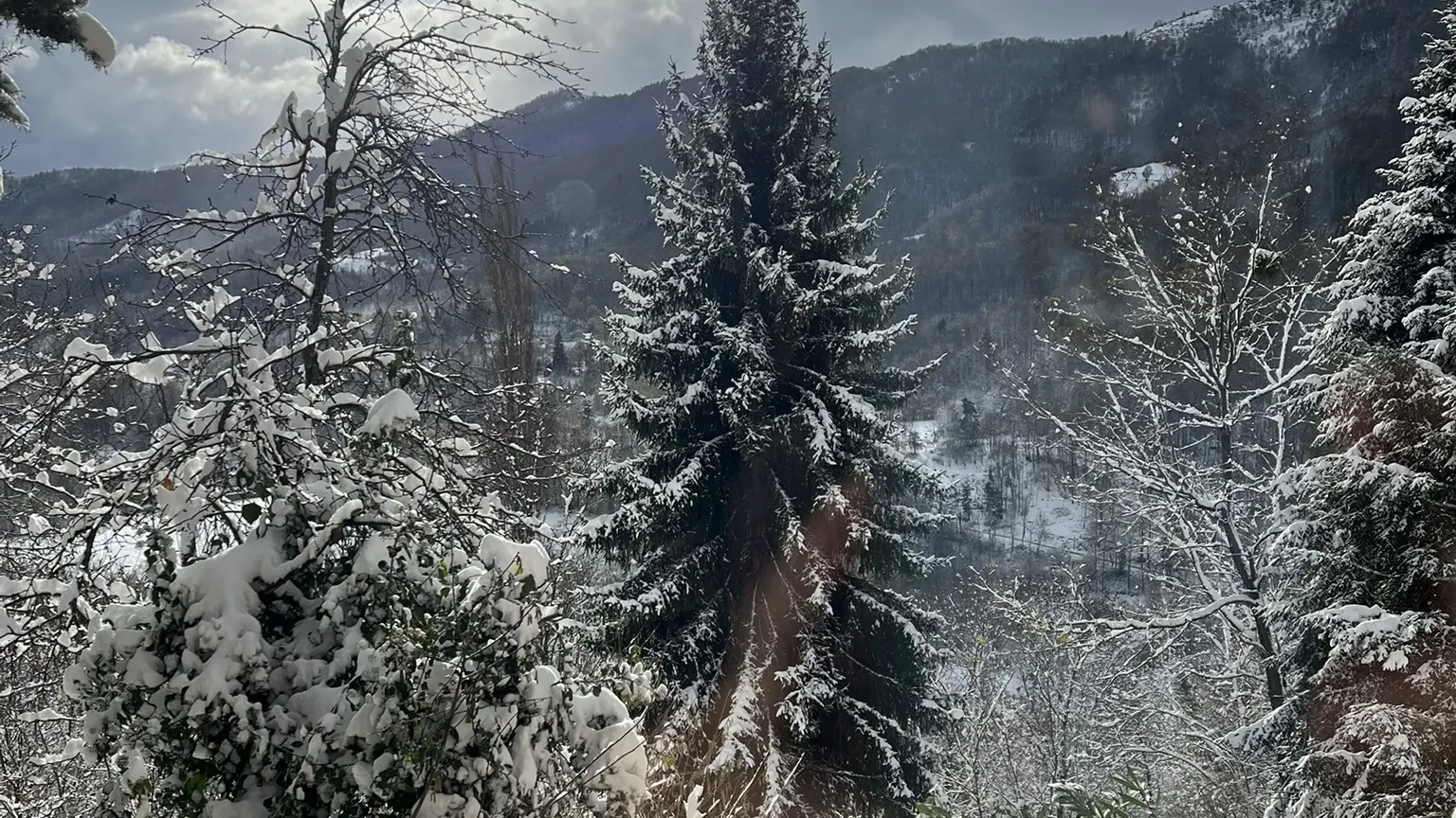 sapins enneigés