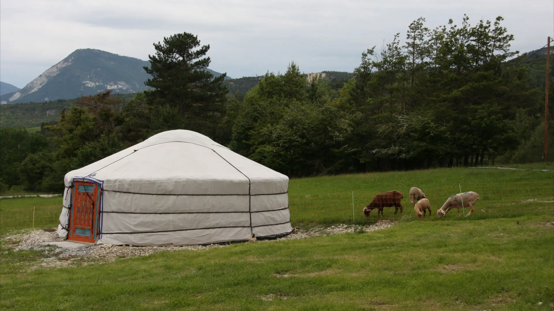 yourte et moutons