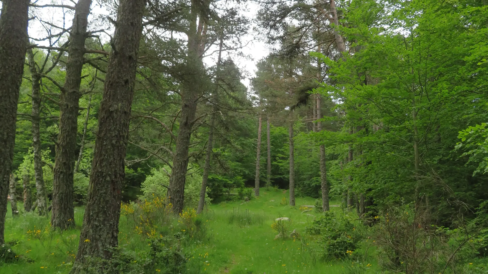Chemin menant au col