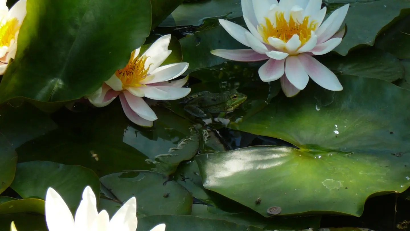 Grenouille et nénuphar
