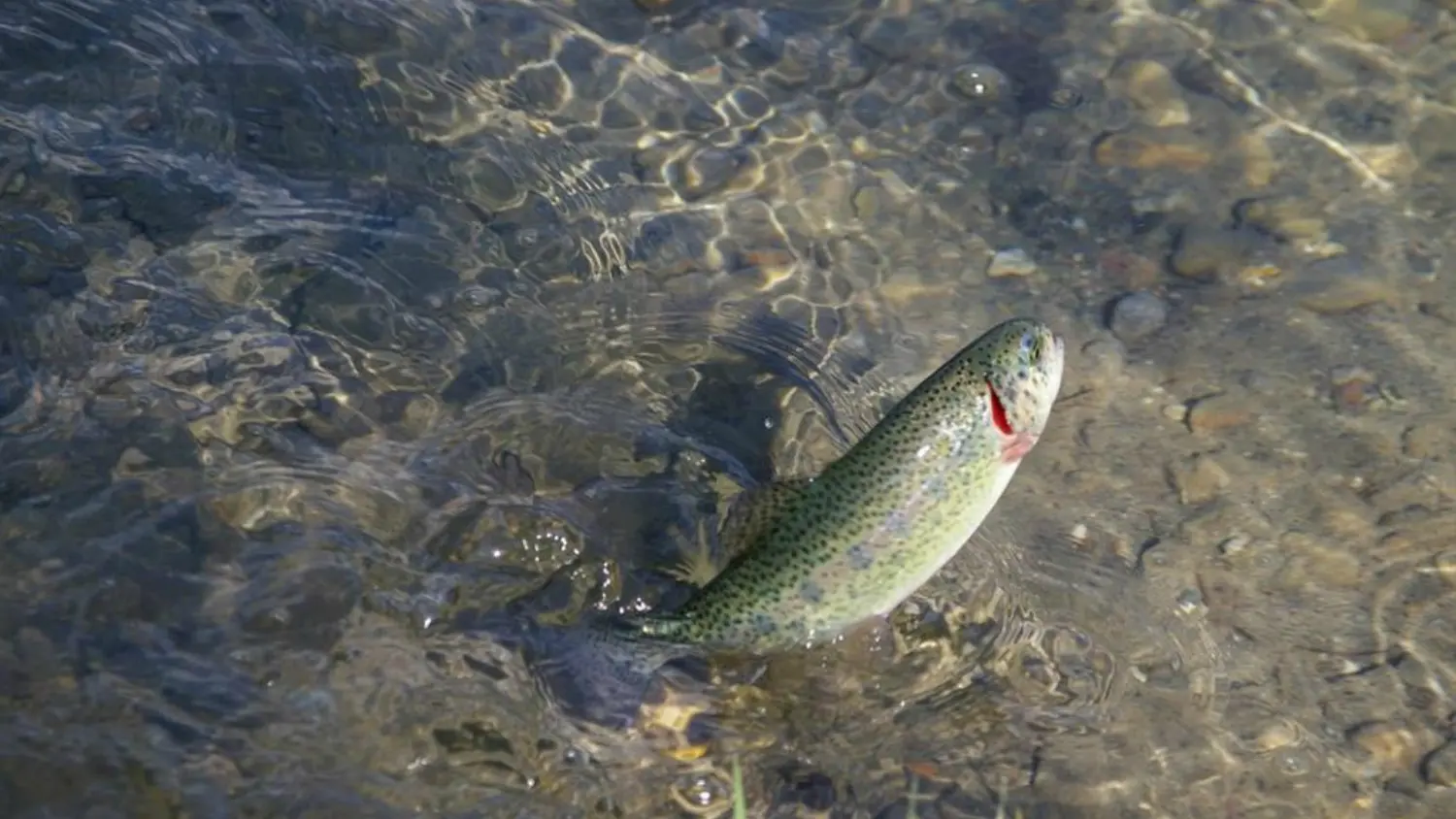 pêche 1