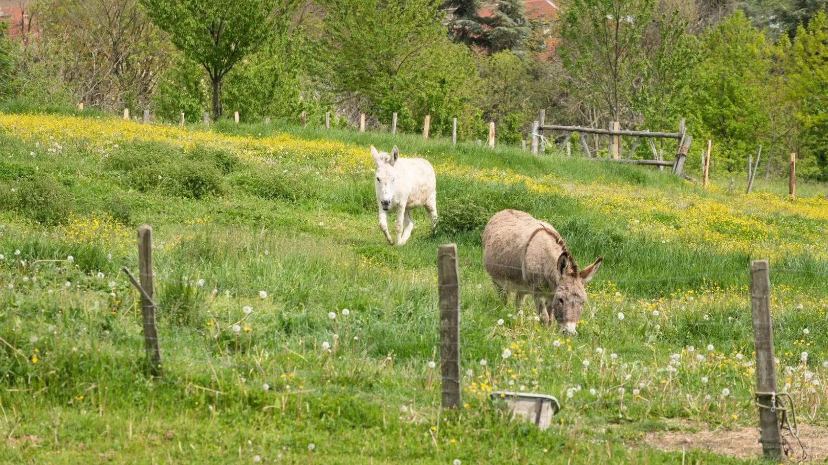 Animaux domestiques.