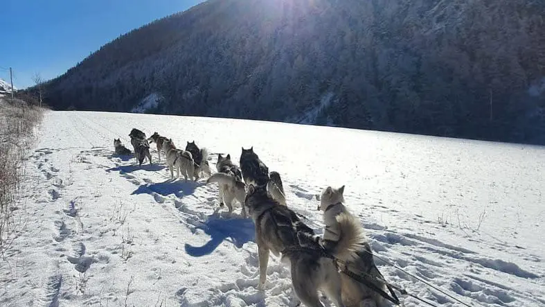 Au Hurlement du Crépuscule : chiens de traineau