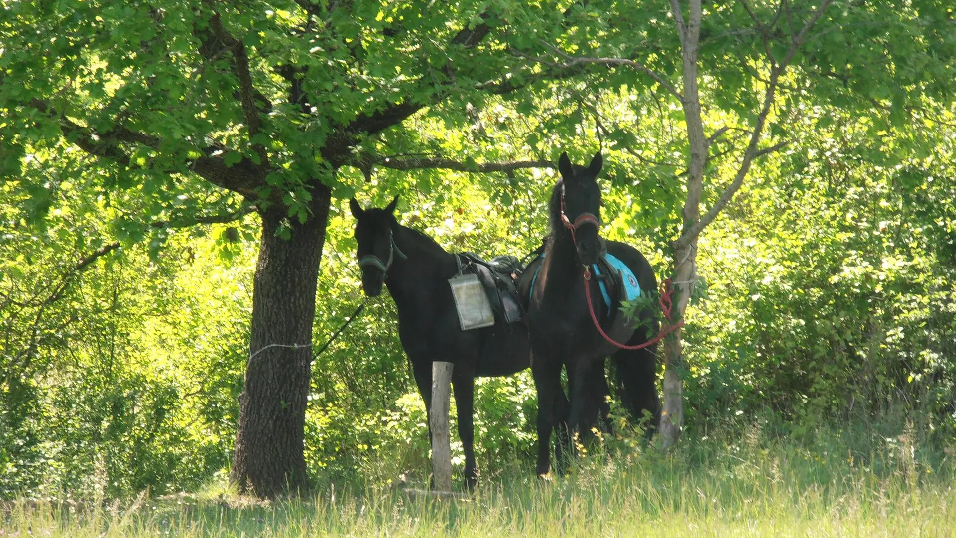 Haras des Villards