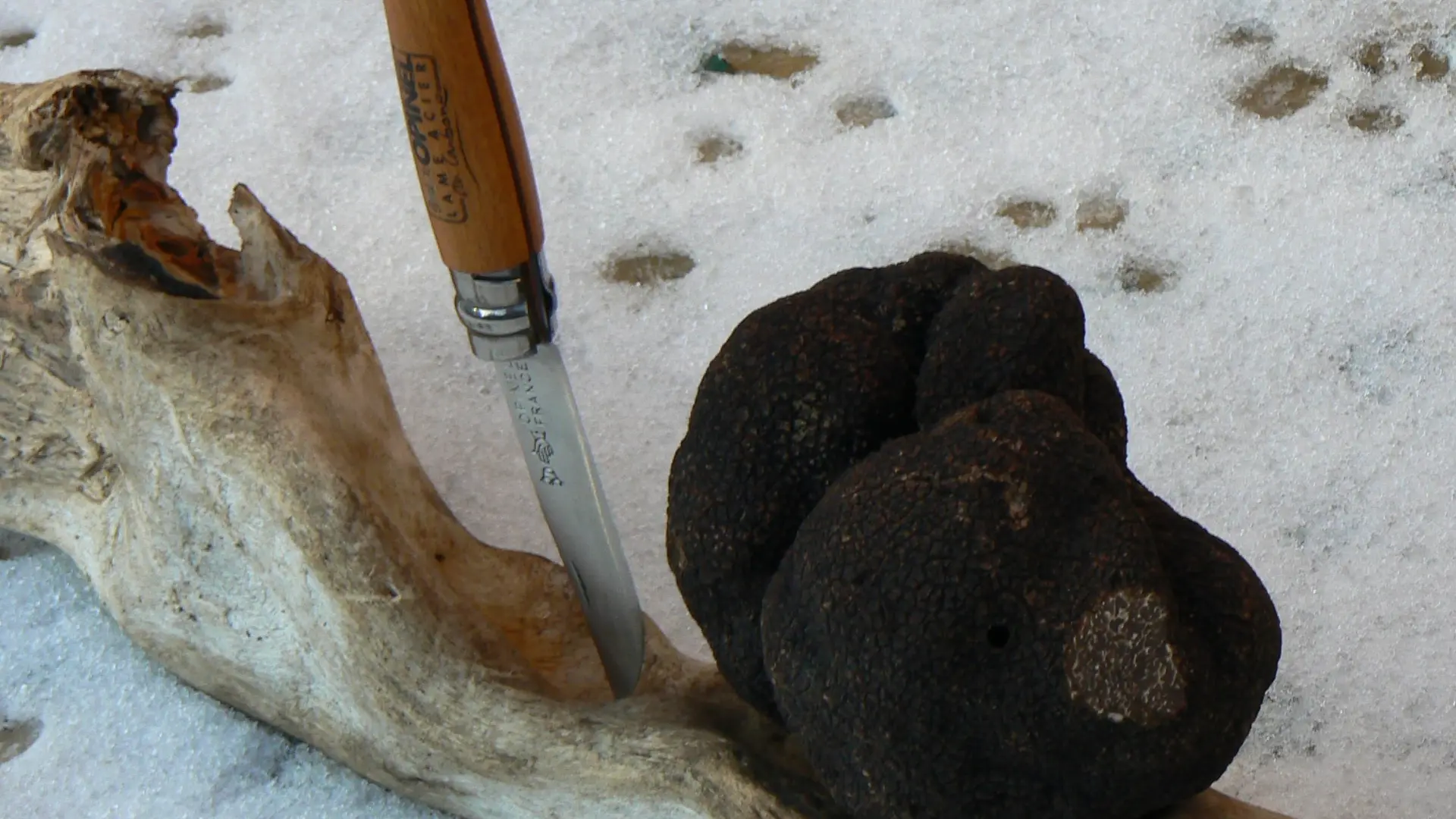 Chasse à la truffe_L'Isle-sur-la-Sorgue truffes et opinel
