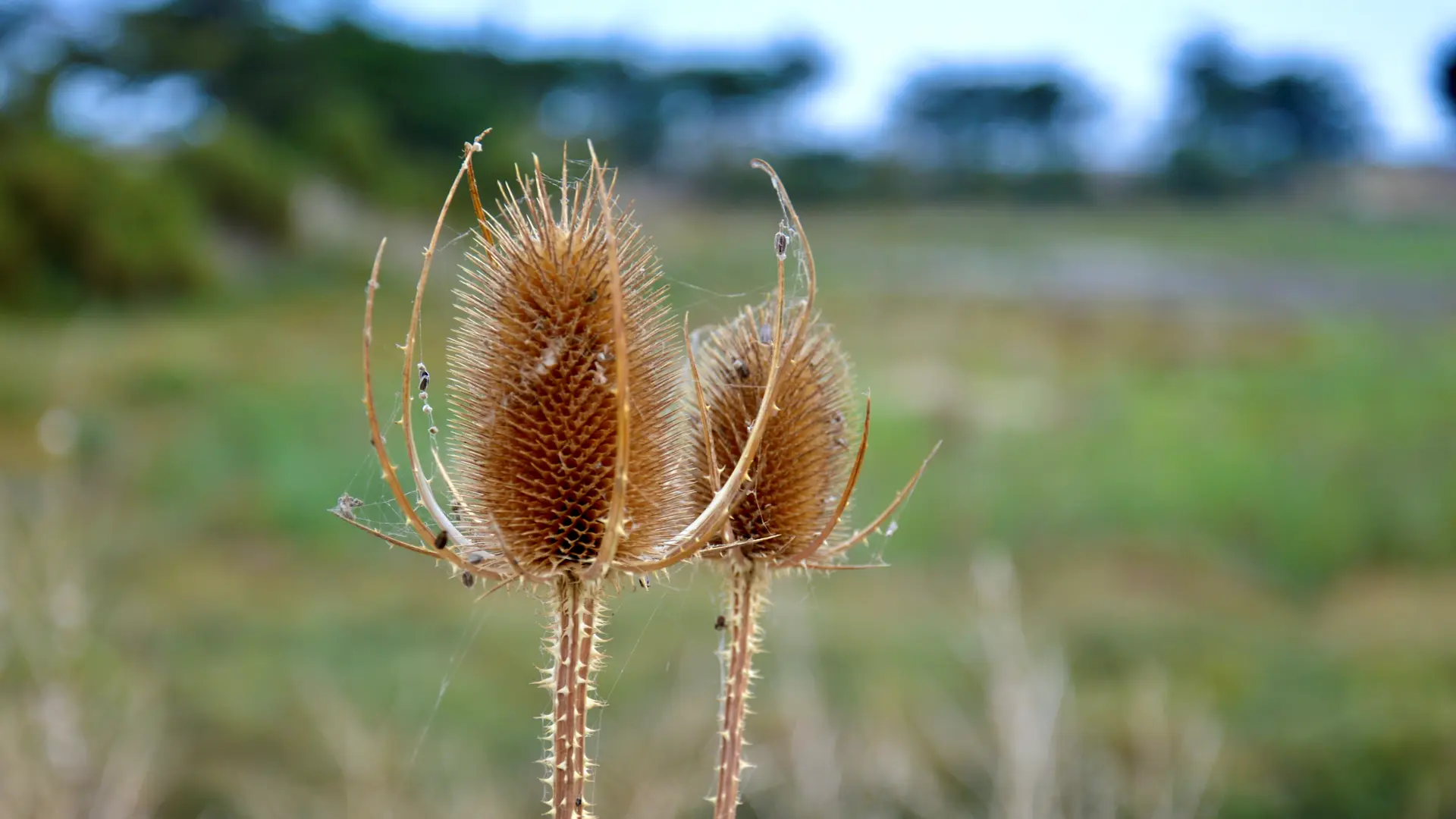 Flor de los pantanos de Ars
