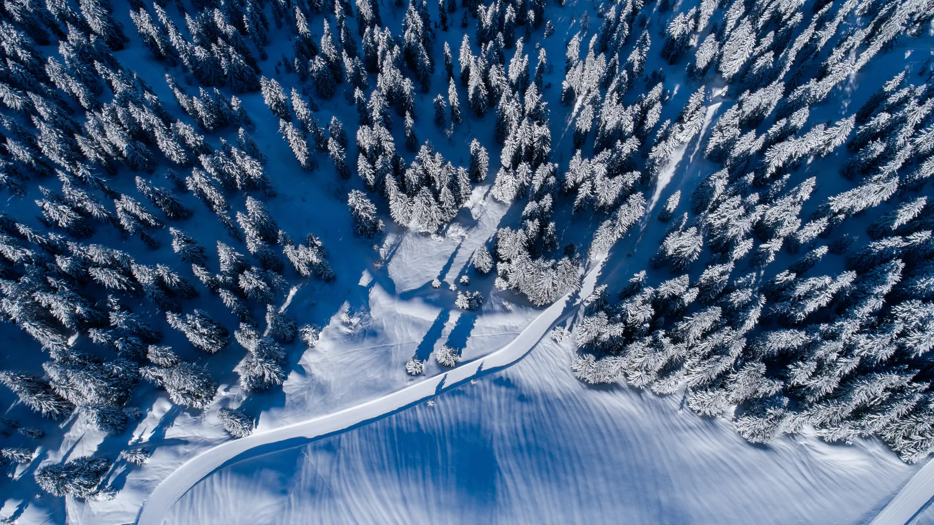 Piste à travers la forêt