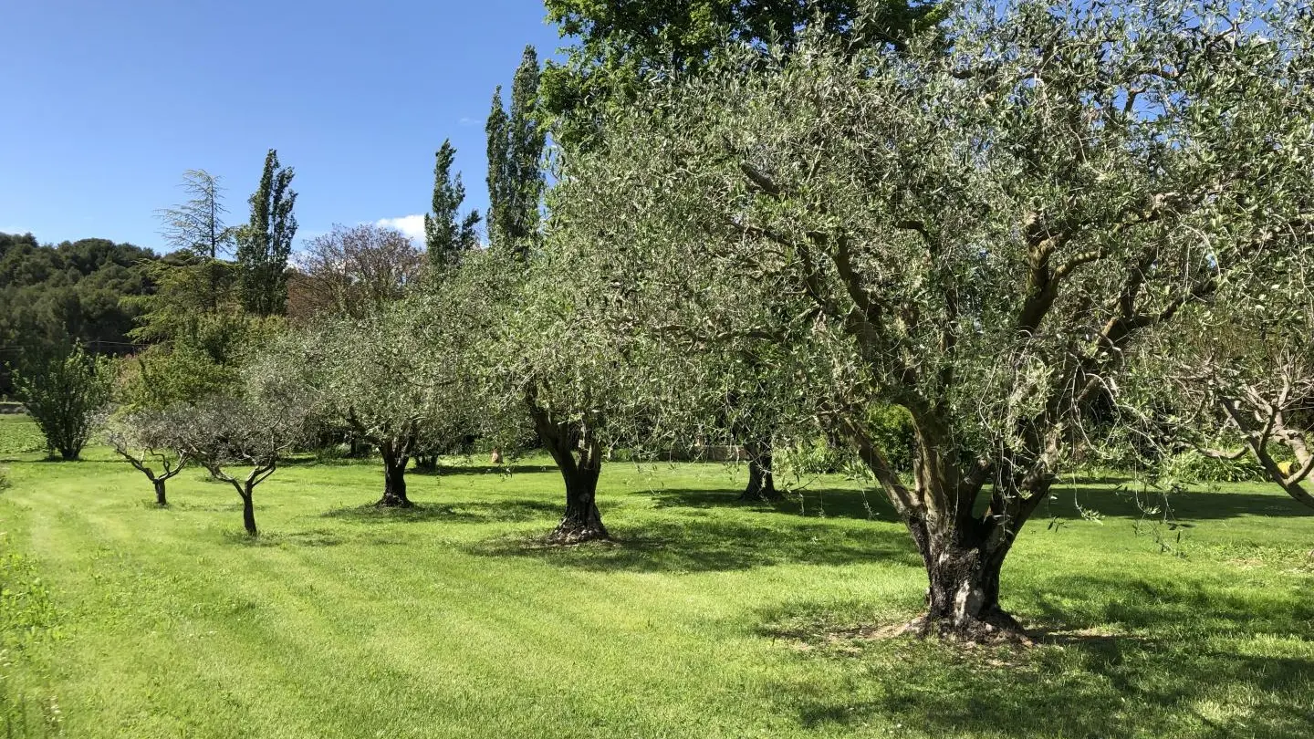 Les oliviers près de la piscine