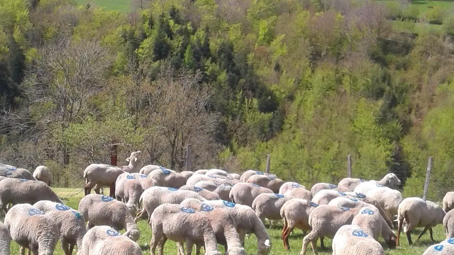 GAEC de l'Empereur, Le Glaizil, vallée du Valgaudemar