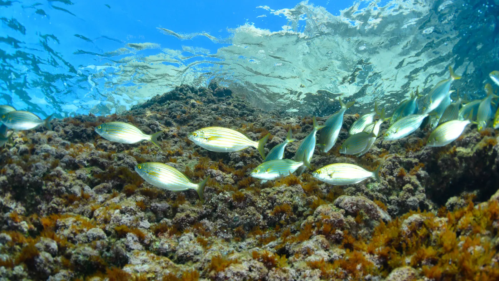 Formations - Lecques aquanaut