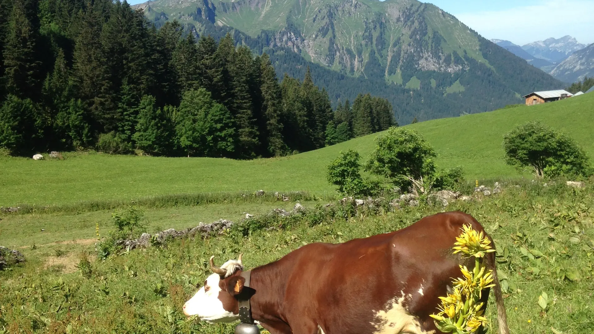 Vache Abondance dans les pâturages