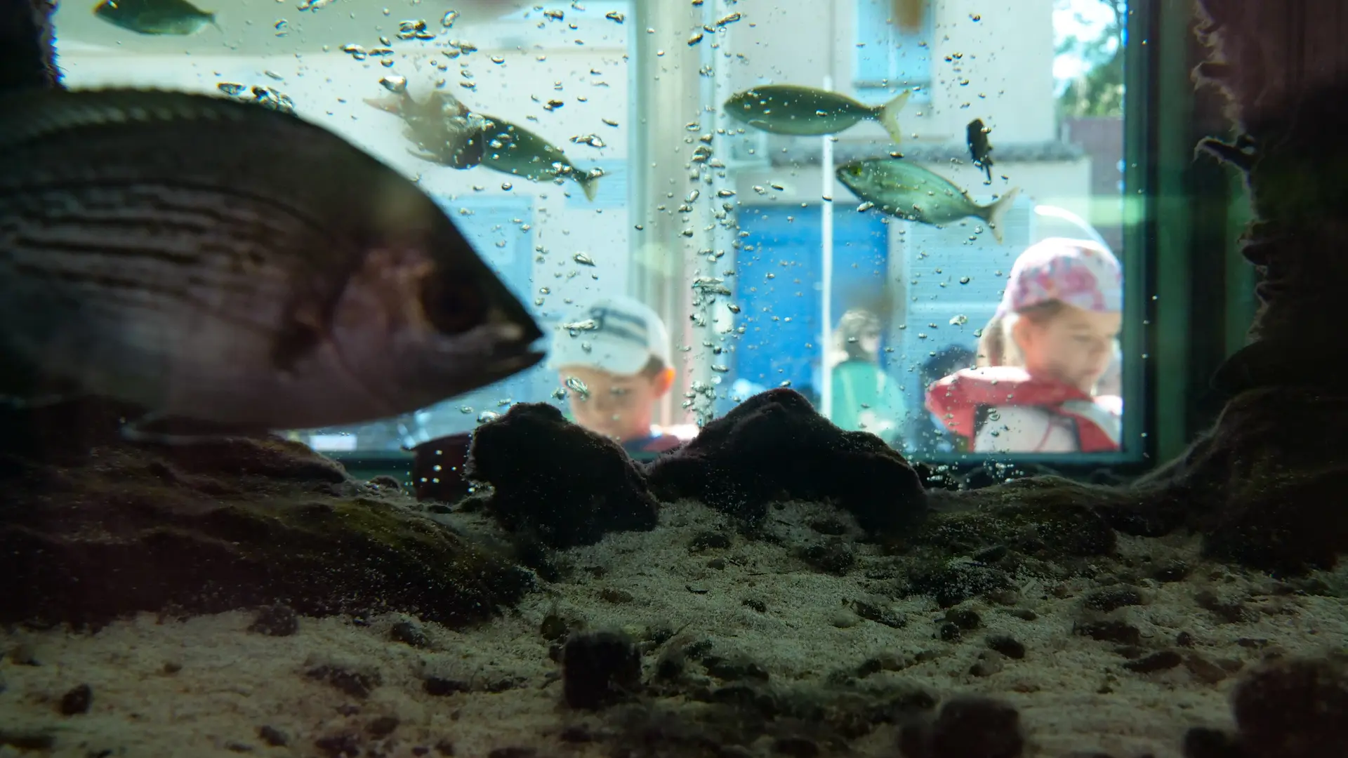 Le petit Aquarium de la Madrague