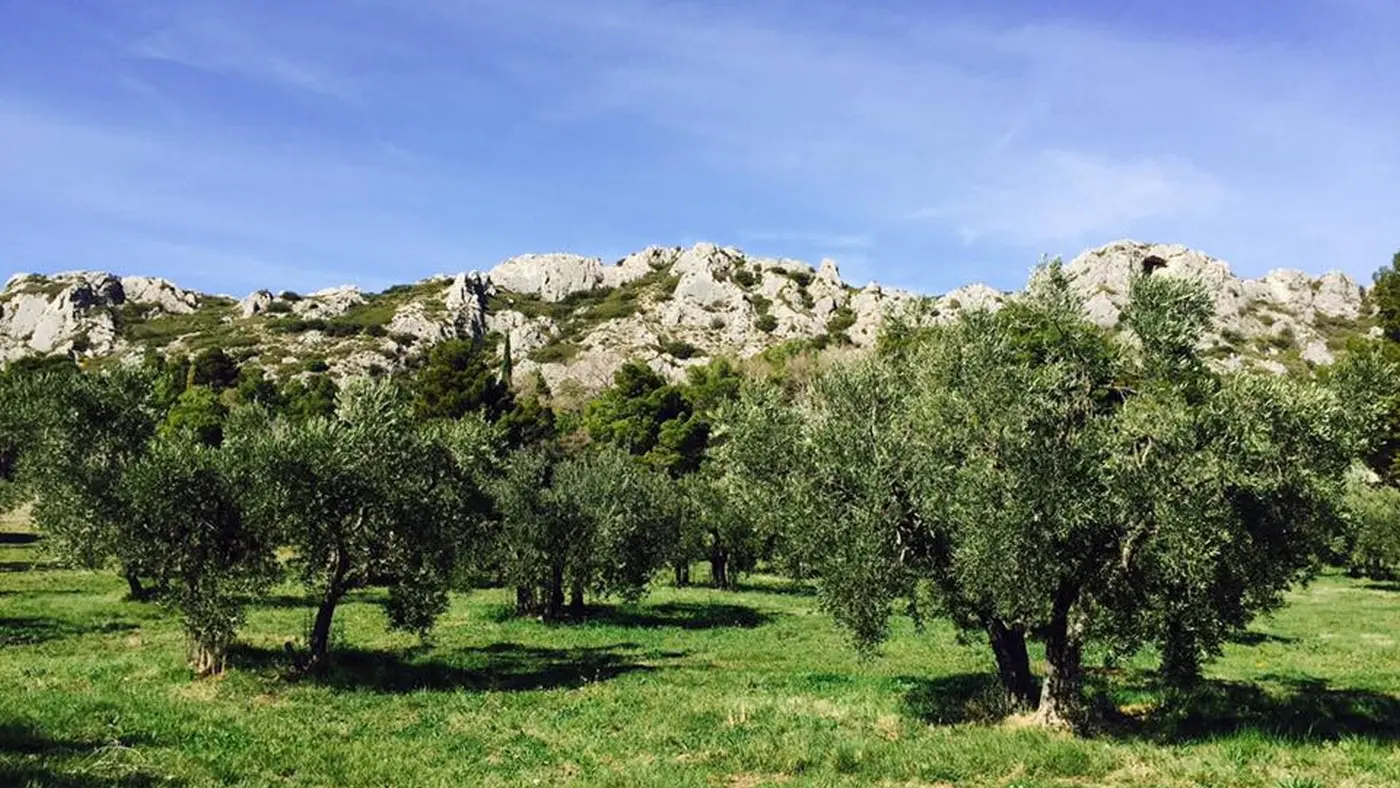 Accompagnateur VTT dans les Alpilles