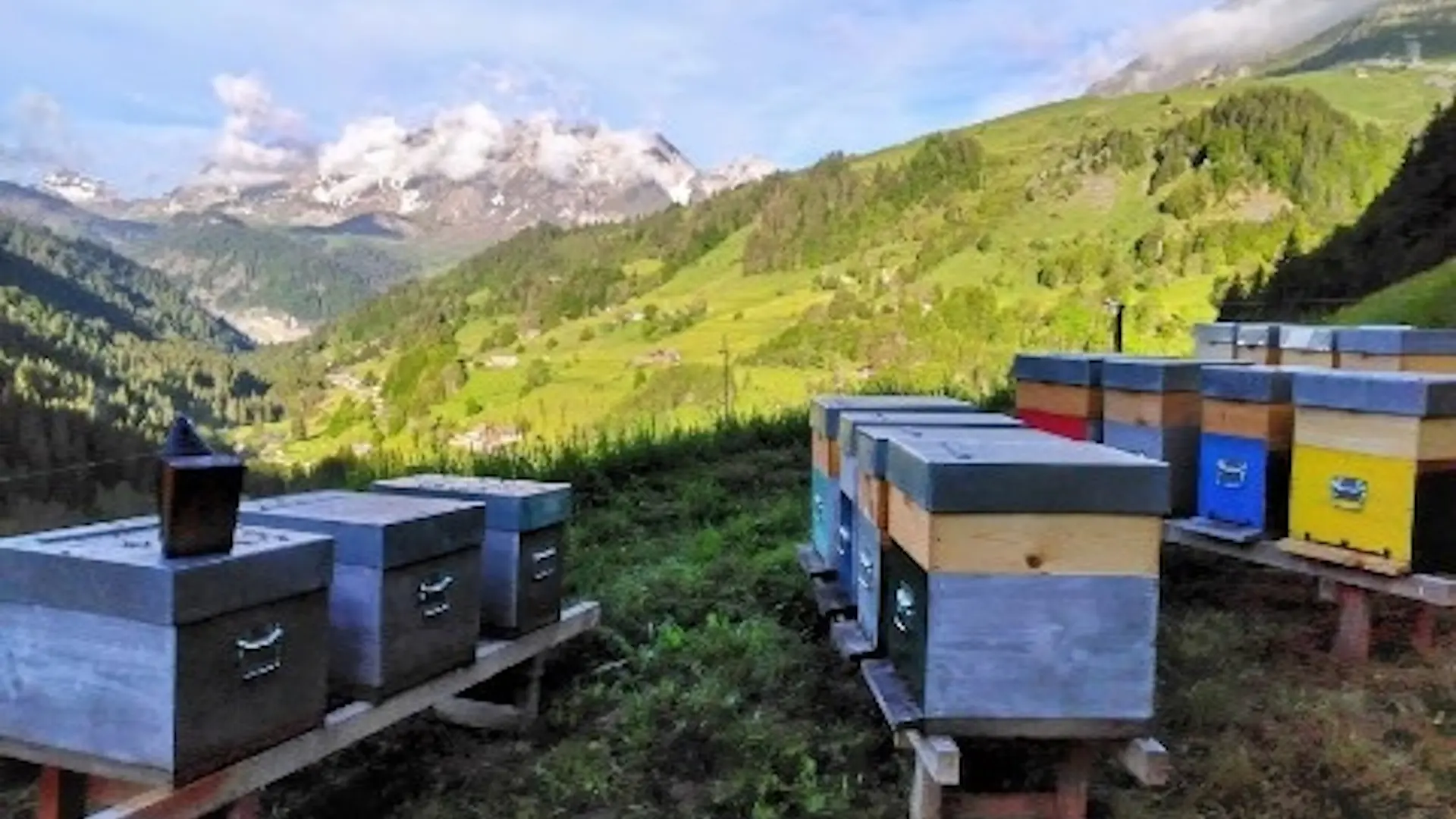 Rucher Lou Z'Aravis