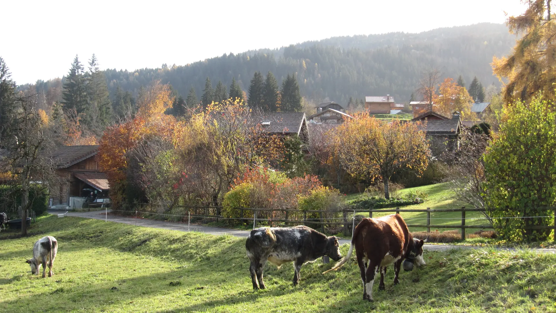Vaches au bord de chemin