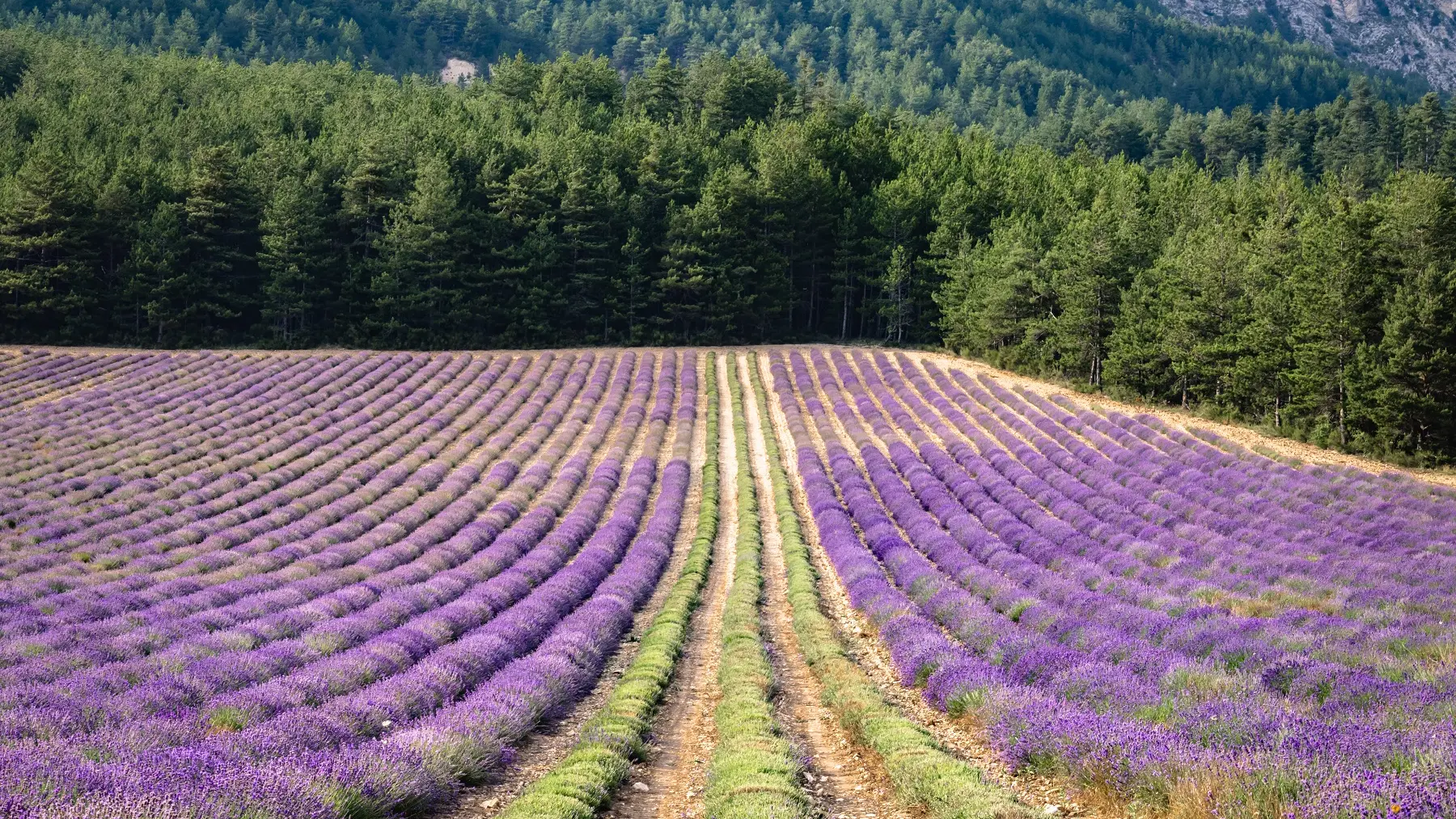 Champs de lavande La Mure Argens