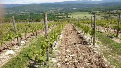 Domaine De La Beliere - Cerdon - Rongier Céline et Gaël