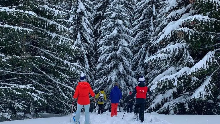 Les Bains de forêt