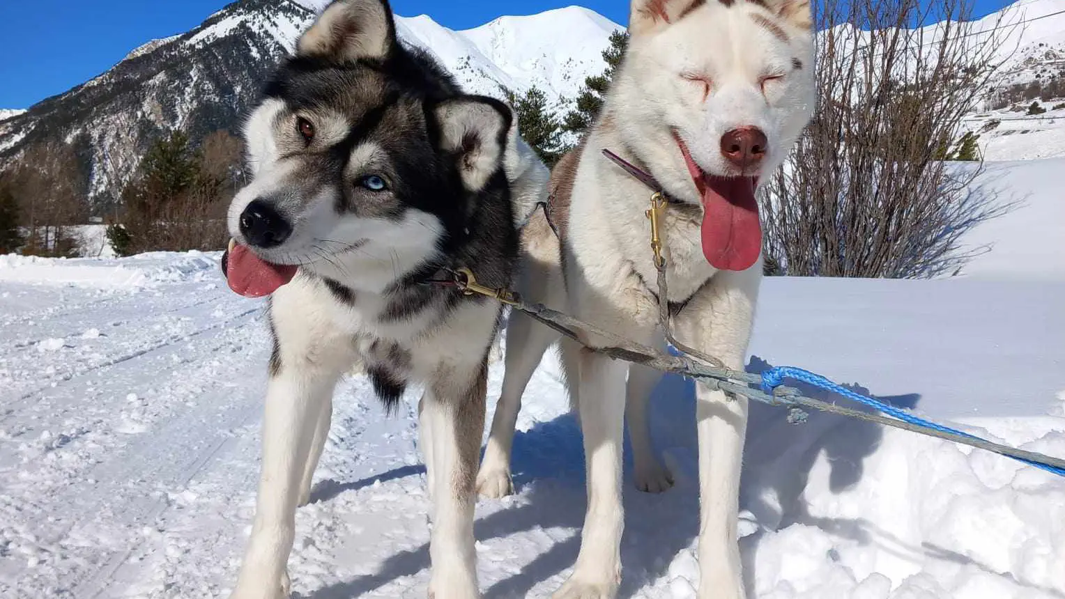 Au Hurlement du Crépuscule : chiens de traineau