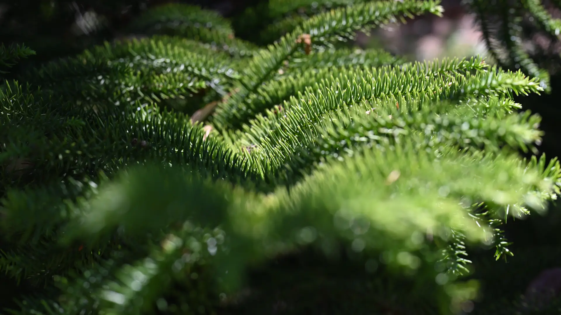 Le plantier de Costebelle - jardin remarquable