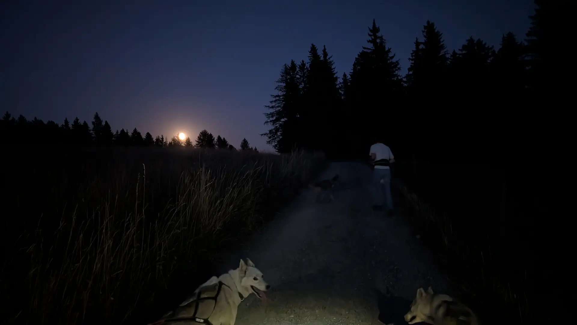 Cani-rando nocturne avec Travel Dog