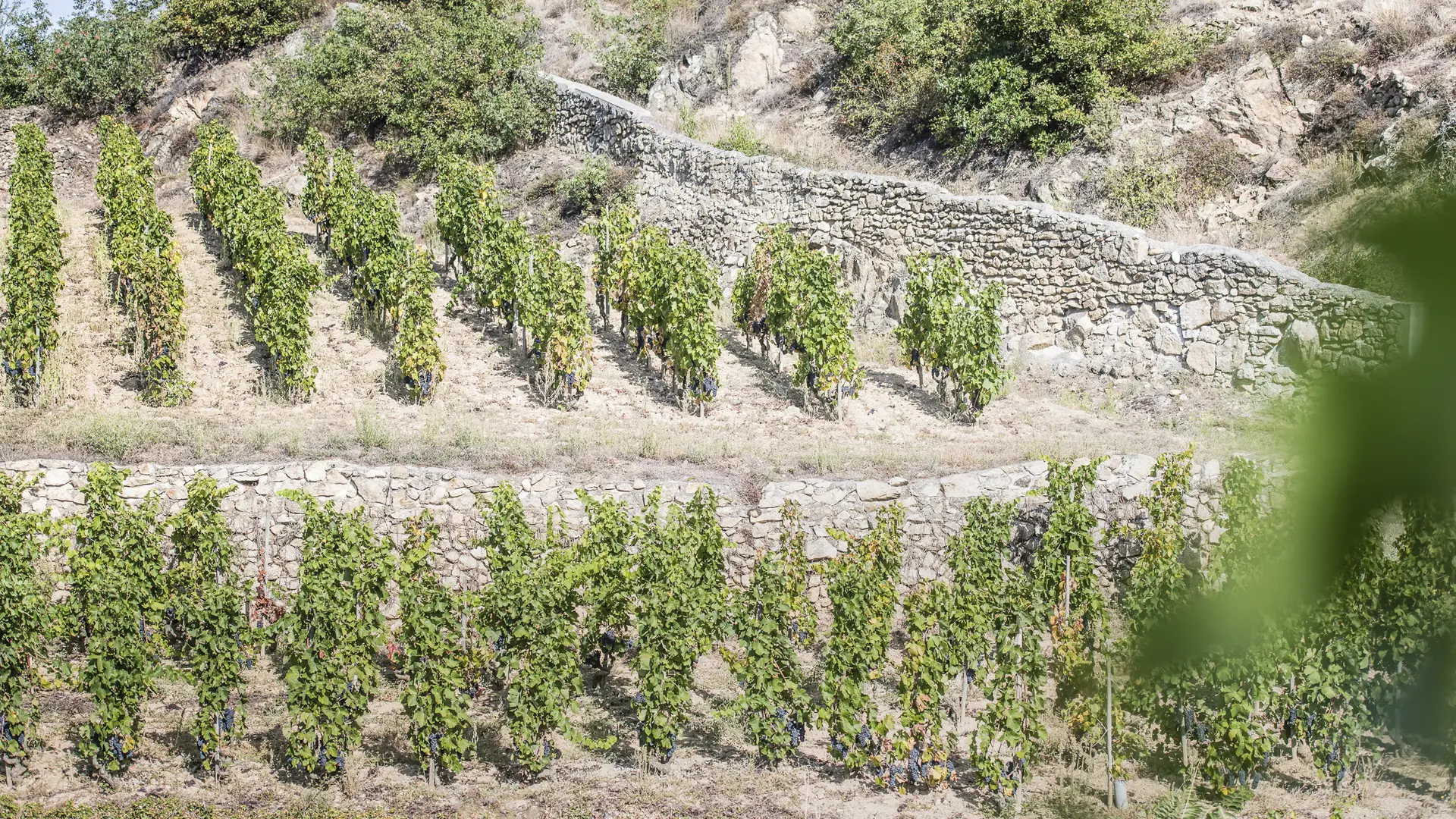 Vignes