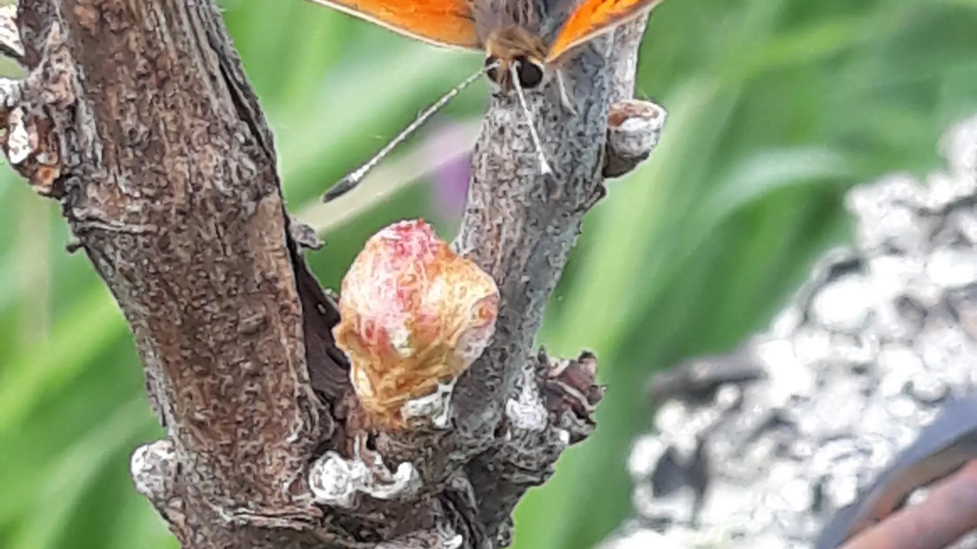 Papillon sur bourgeon