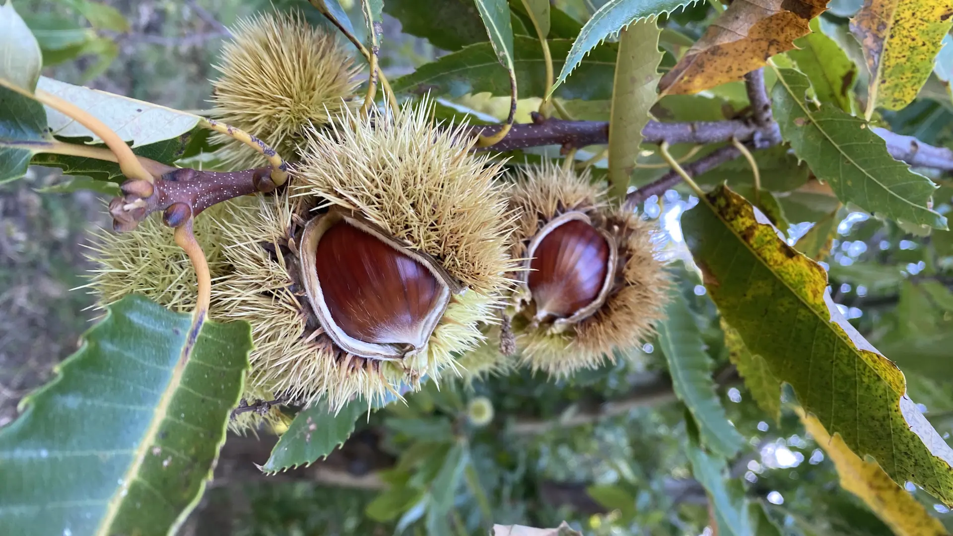Châtaignes de Collobrières