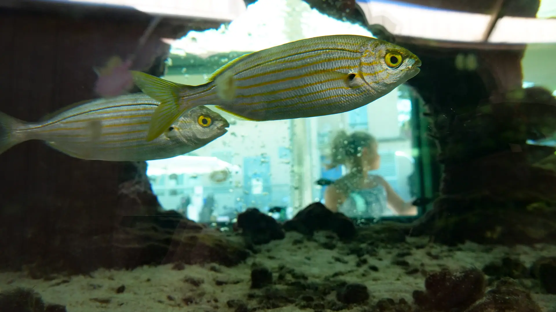 Le petit Aquarium de la Madrague