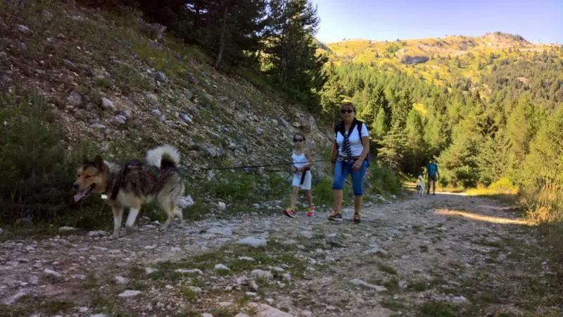 Sortie en chiens de traineaux dans Le Dévoluy, Hautes-Alpes, Alpes du Sud