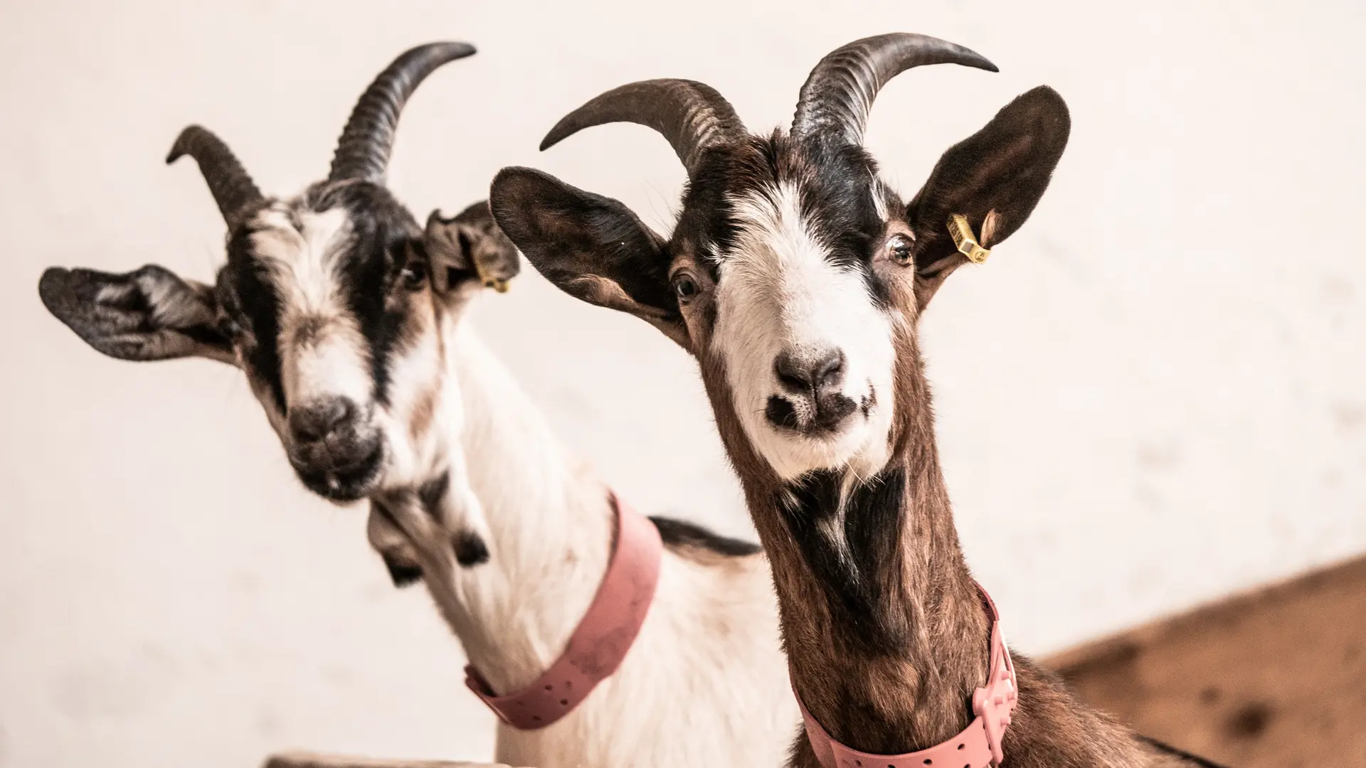 La maison des bêtes à laine