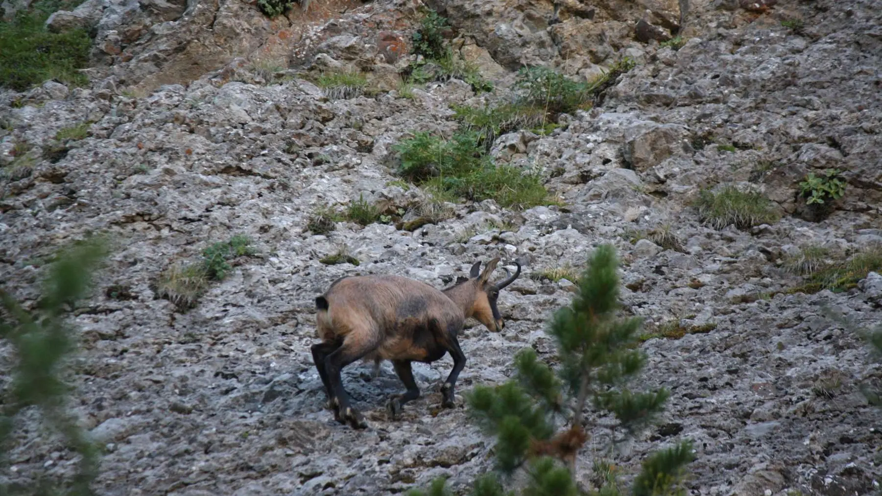 Randonnée faune sauvage Rando Terres d'Azur