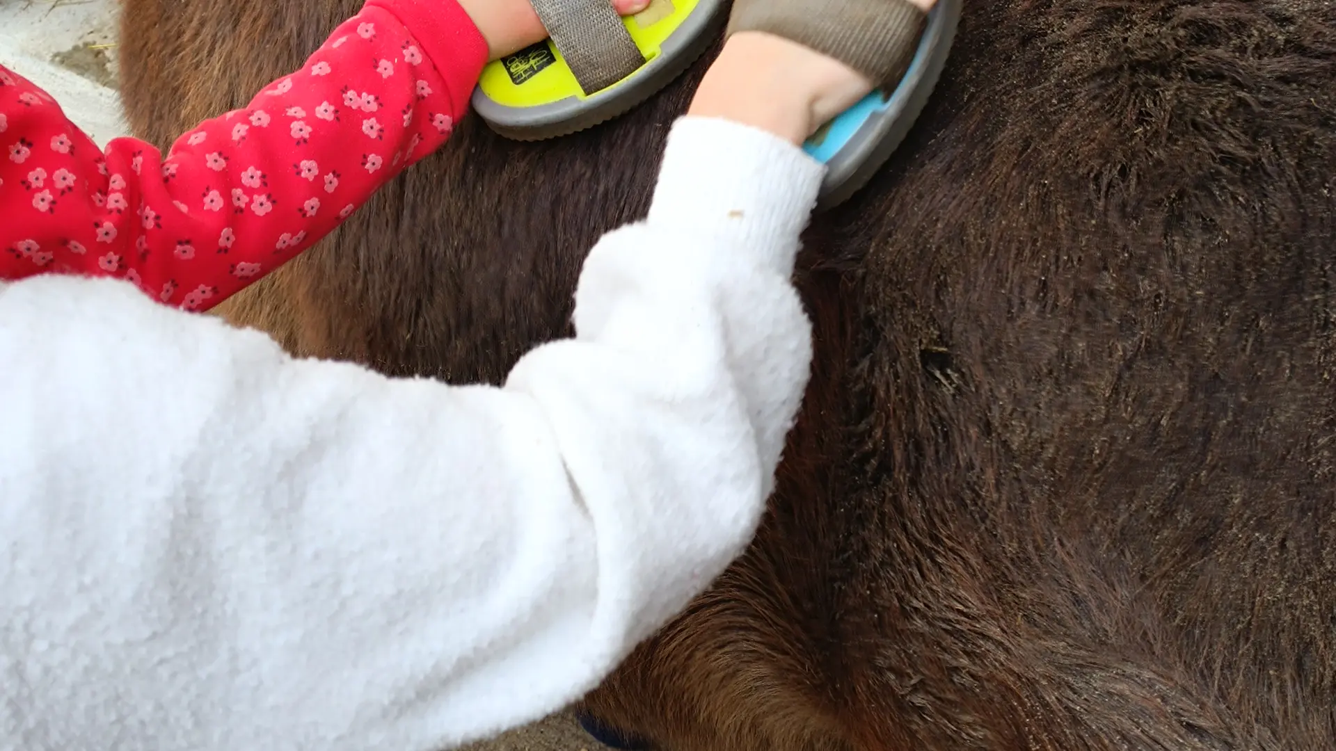 groupe d'enfant s'occupant d'un poney