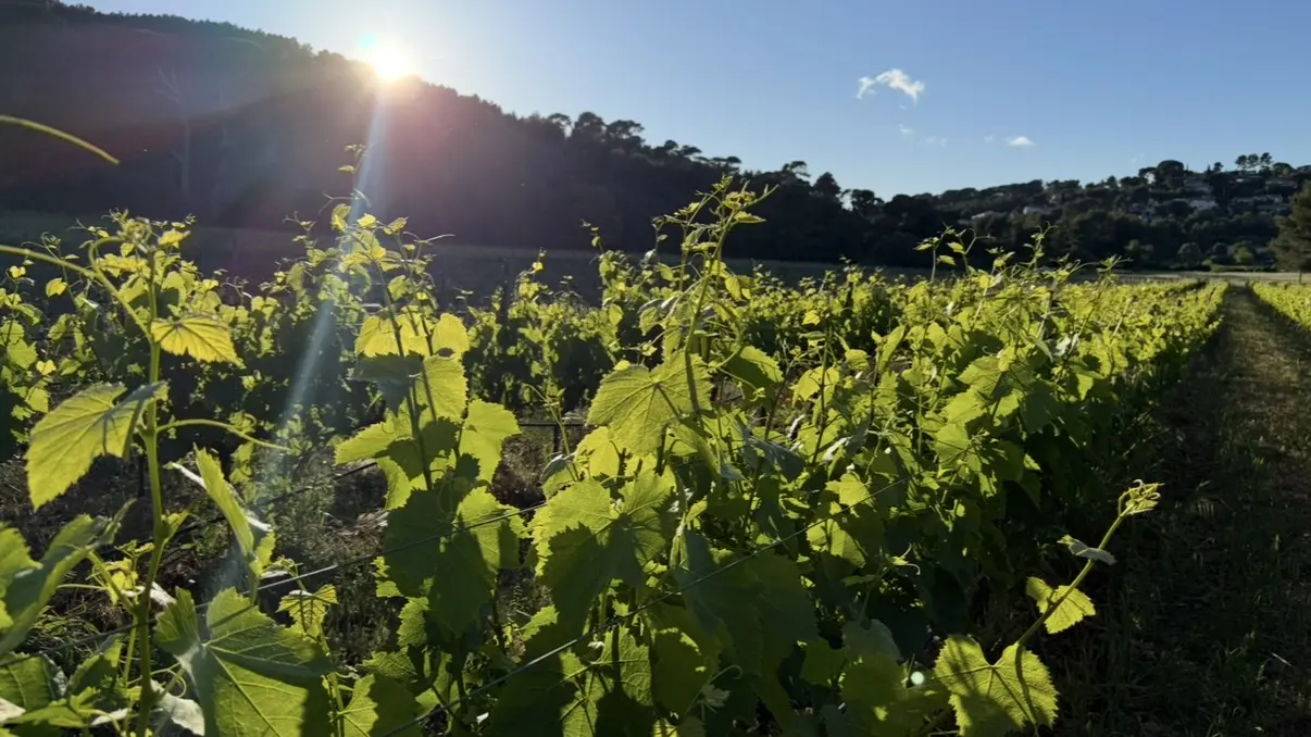 Matteri Winery - Hyères