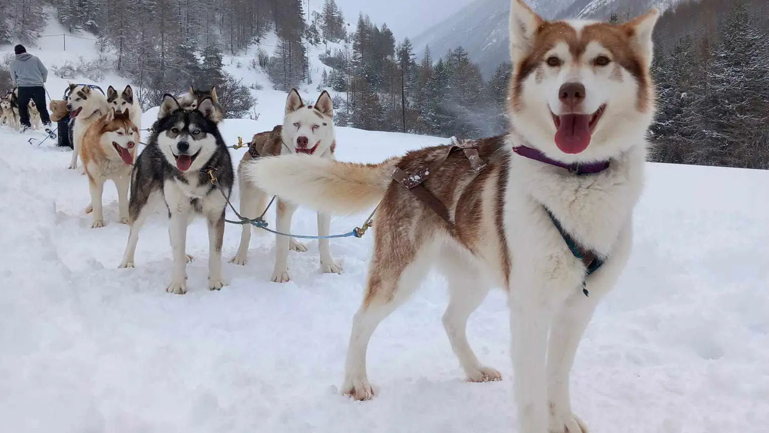 Au Hurlement du Crépuscule : chiens de traineau