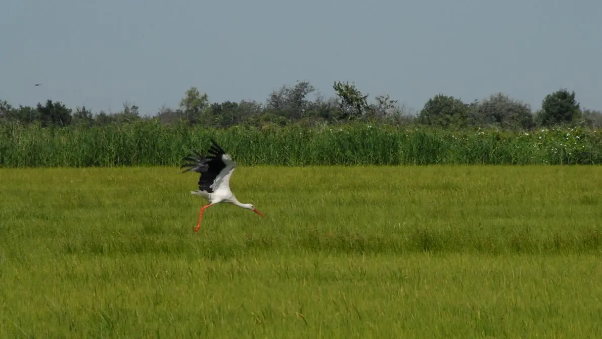 CIGOGNE SUR LE RIZIERE D ANTONELLE