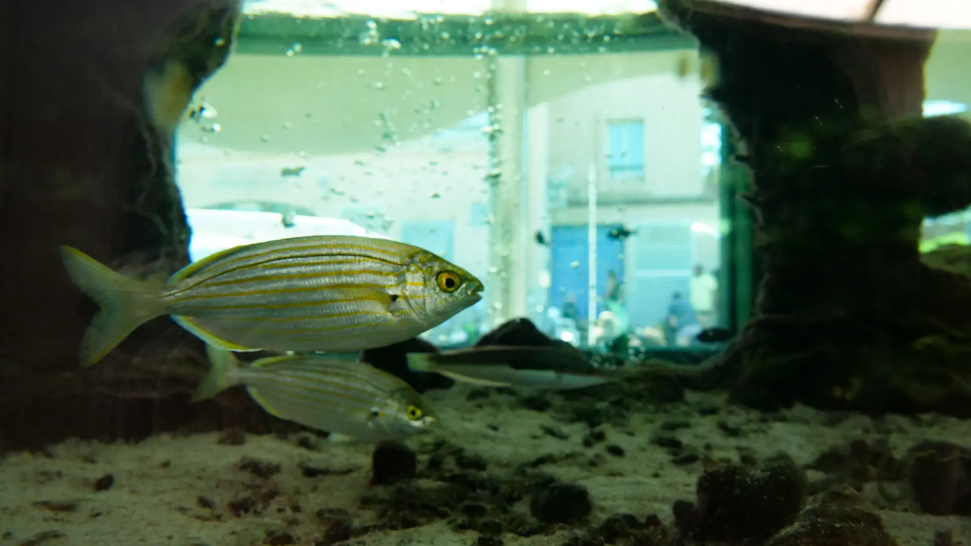 Le petit Aquarium de la Madrague