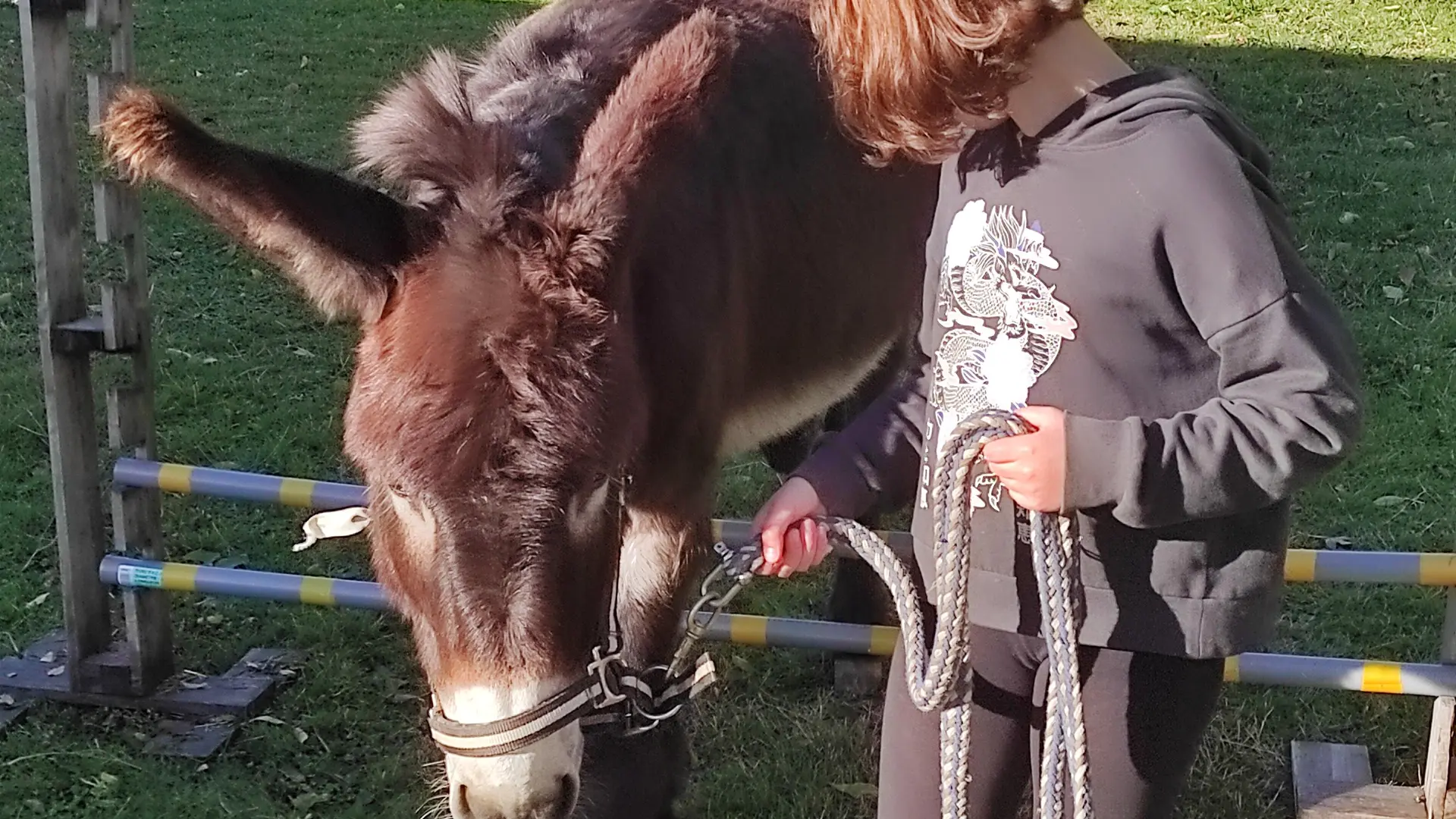 Balade avec un âne