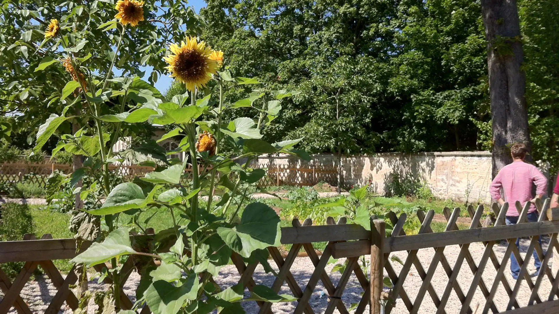 Potager dans le parc du château Chanorier, Croissy-sur-Seine