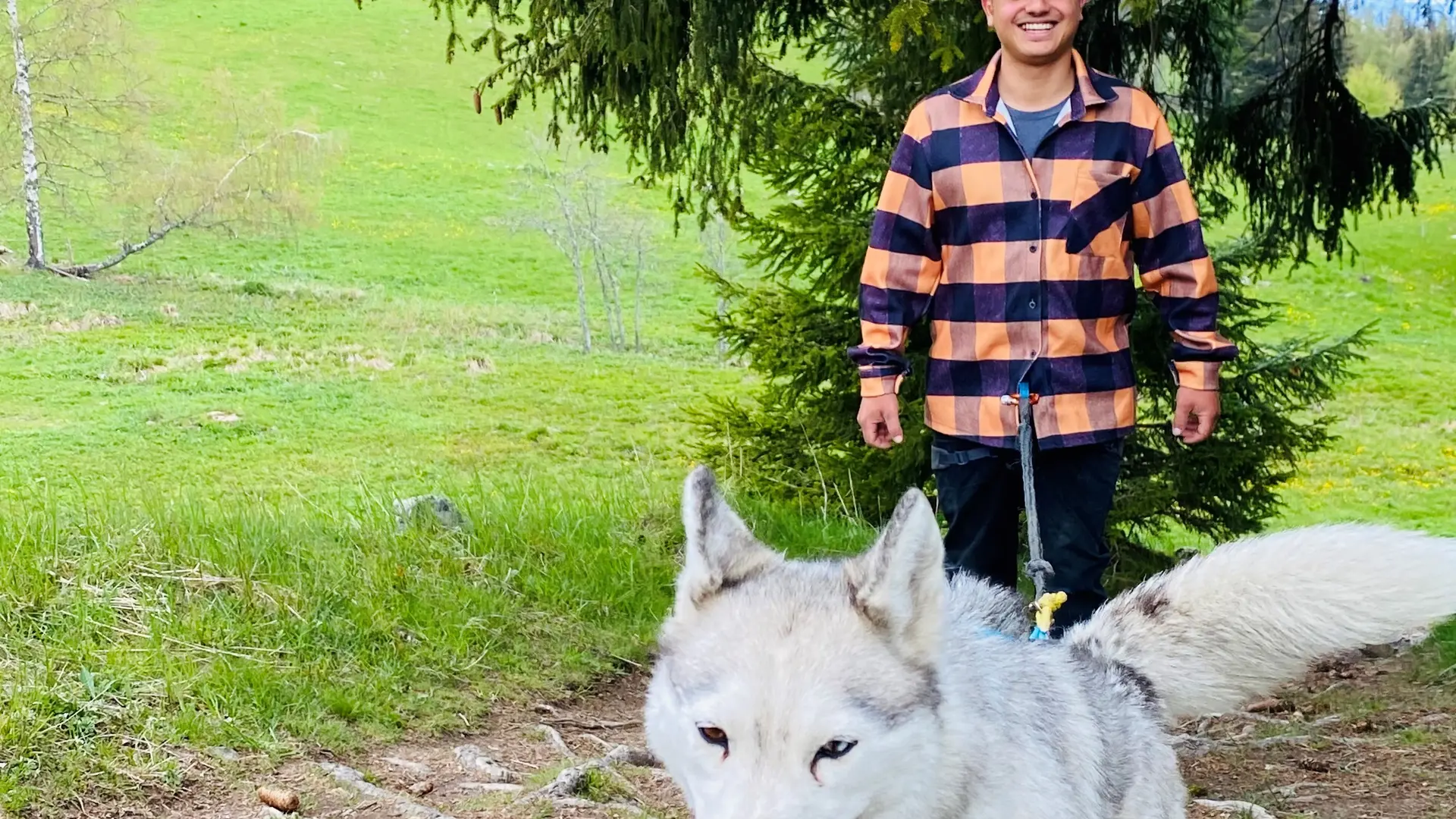 Balade avec un Husky