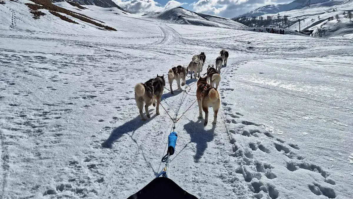 Au Hurlement du Crépuscule : chiens de traineau