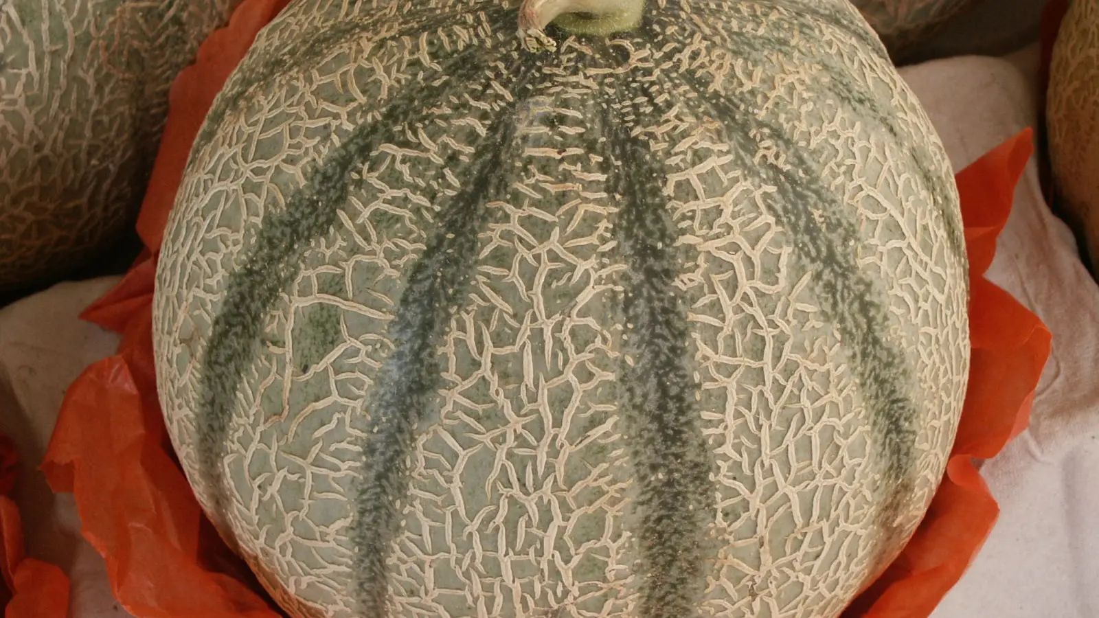 Melon
