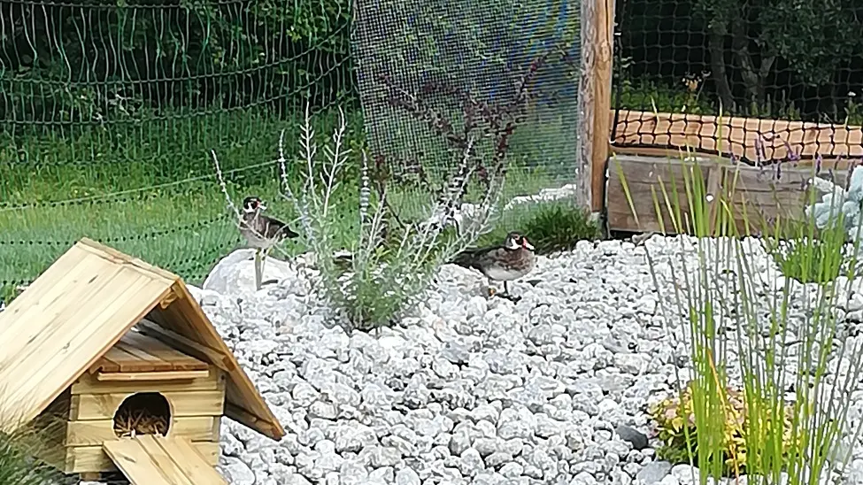 étang et canards
