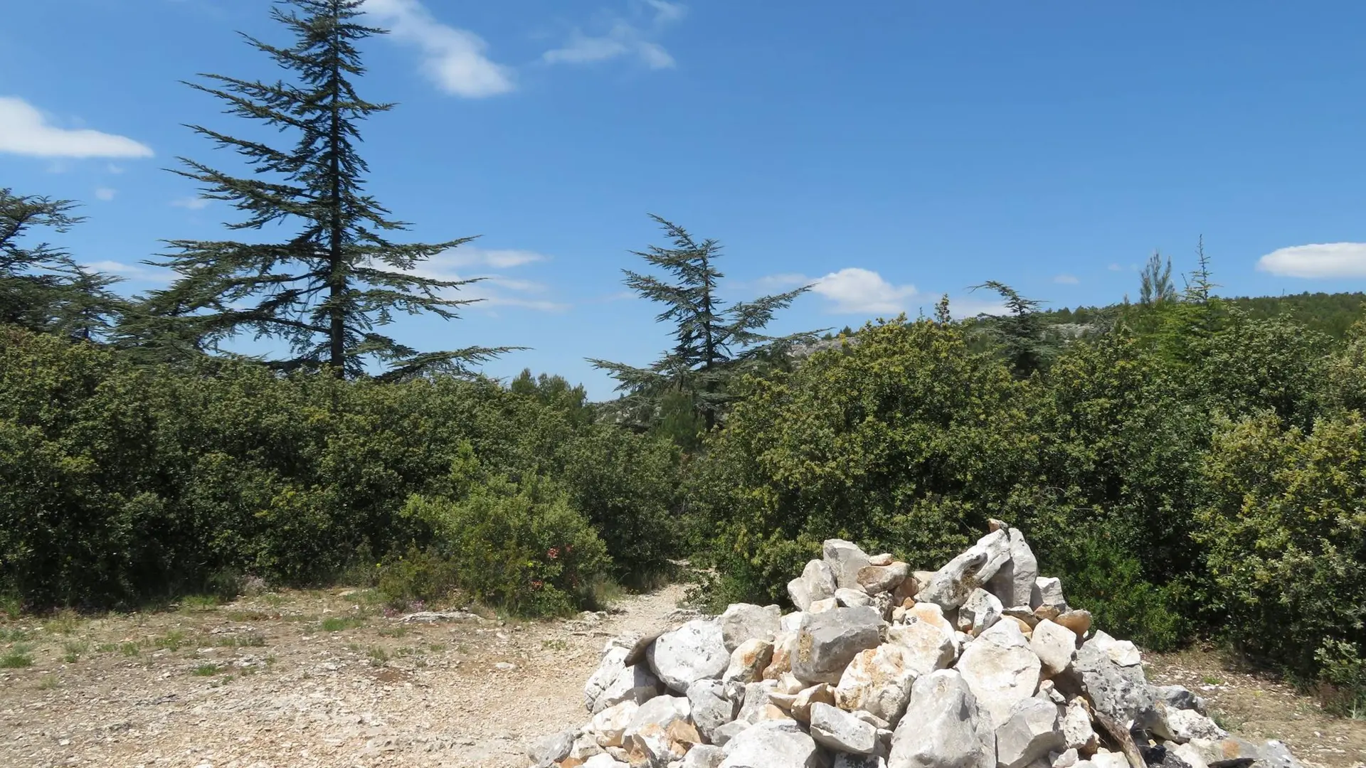 Cèdres du collet d'Esperacons