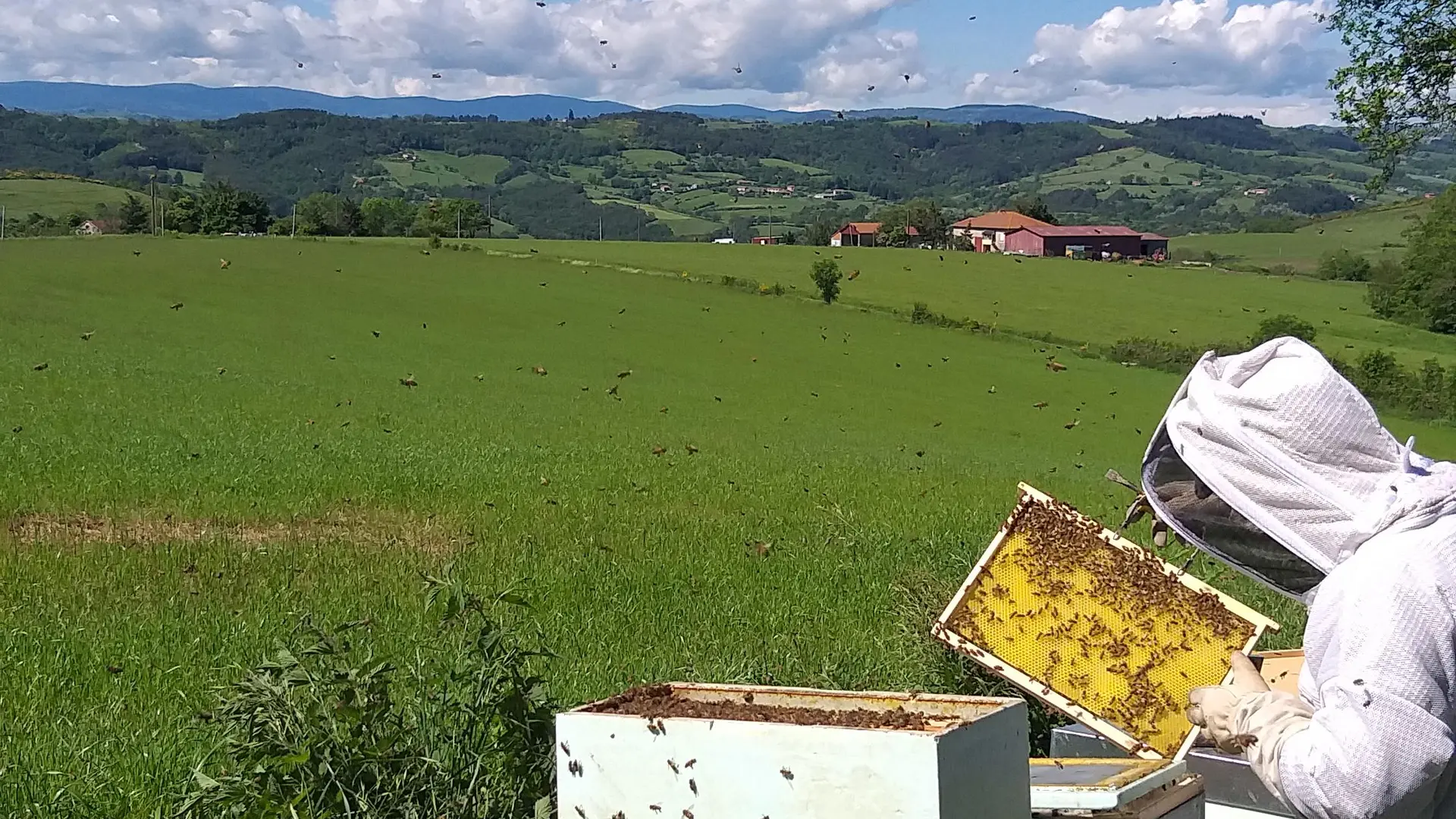 rucher pleine nature