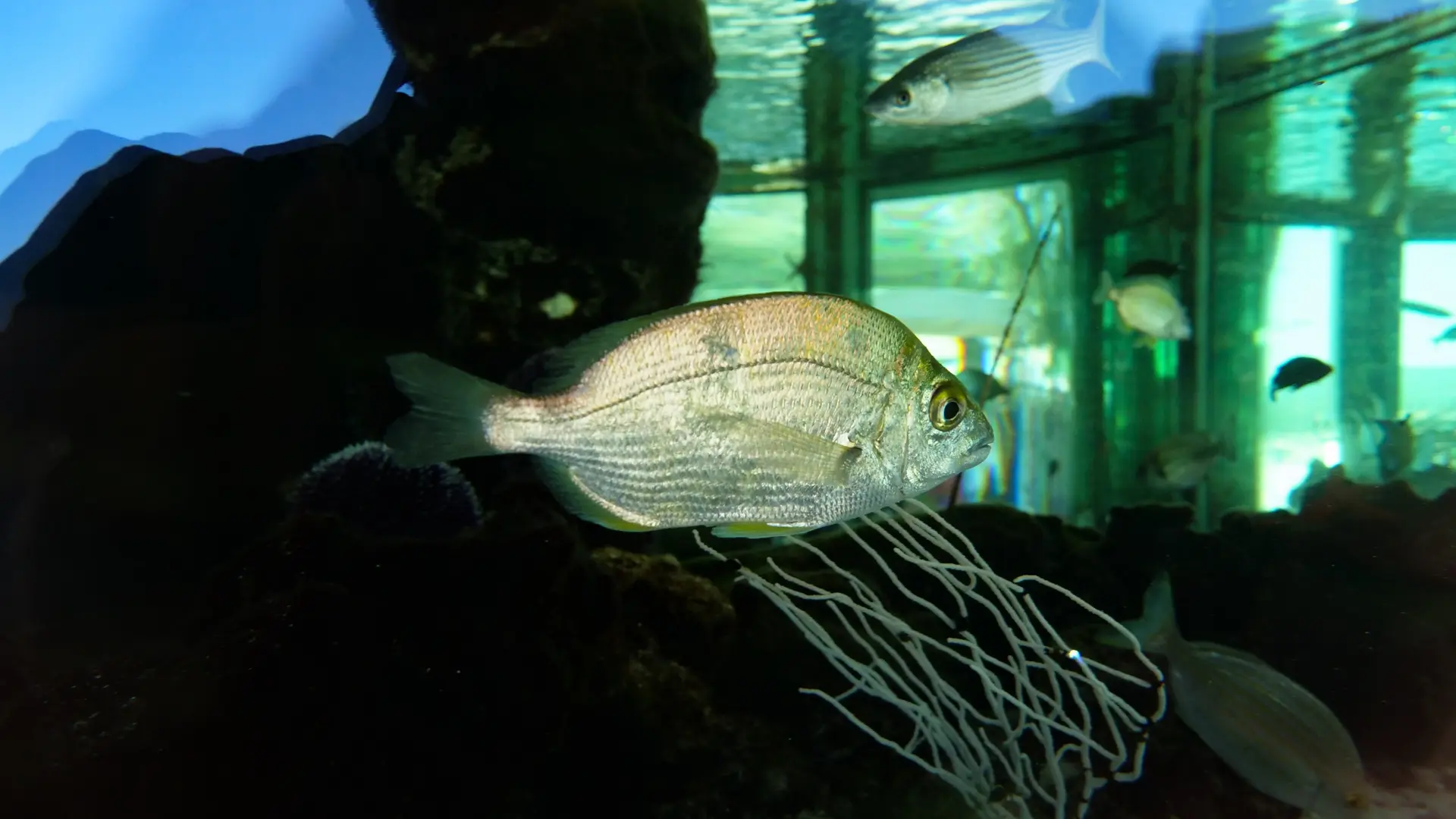 Le petit Aquarium de la Madrague