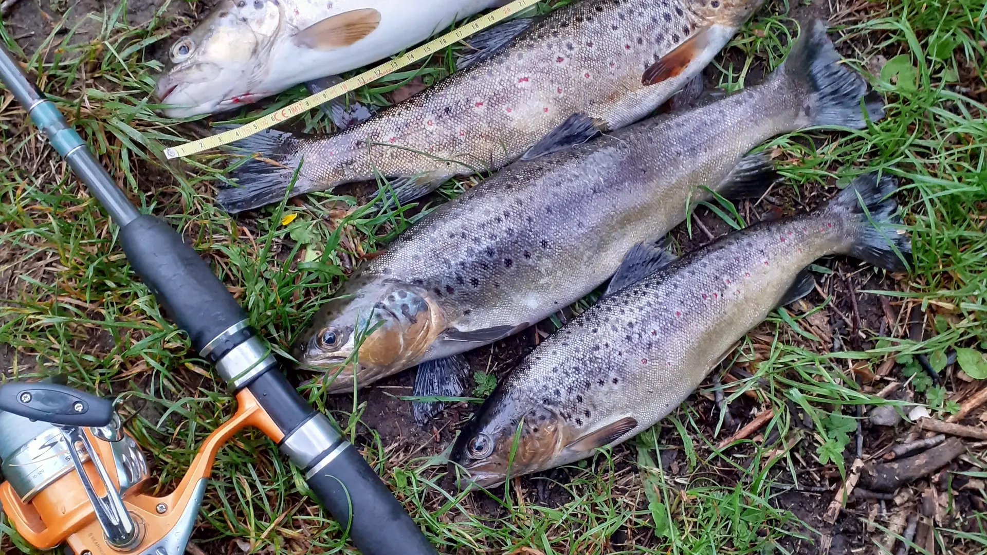 pêche  dans la Fure