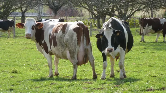 2 vaches de la ferme broutant sur une prairie