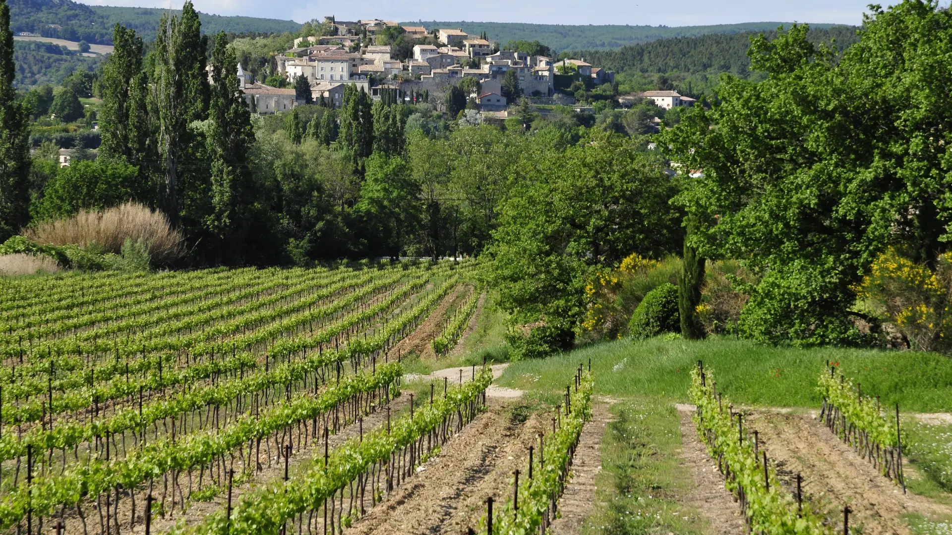 Vignes - Valaurie